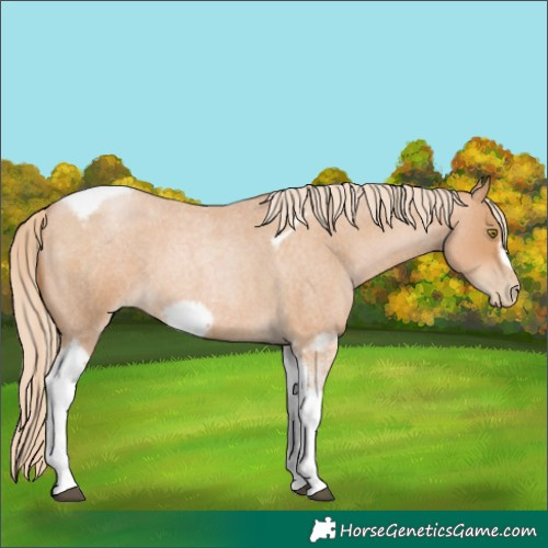 Horse Color:Red Roan Pearl Tobiano Frame 