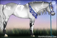 Horse Color:White Spotted Silver Bay Chinchilla 