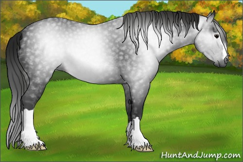 Horse Color:Gray Black 