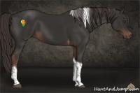 Horse Color:Liver Chestnut Tobiano 