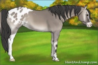 Horse Color:Grullo Roan Onyx Sabino Appaloosa 
