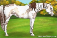 Horse Color:Red Onyx Ice Sabino Splash Frame