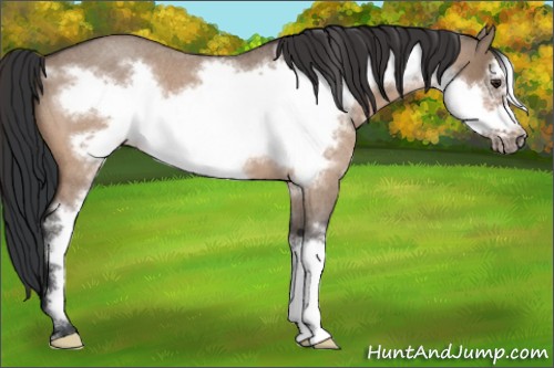 Horse Color:Brown Roan Dun Sabino Frame 