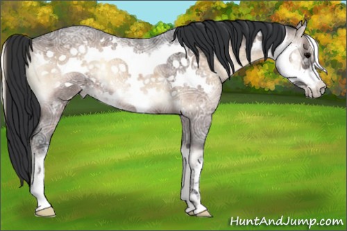 Horse Color:Bay Ice Roan Onyx Frame 
