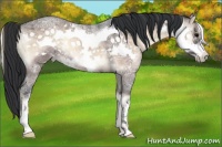 Horse Color:Bay Ice Roan Onyx Frame 