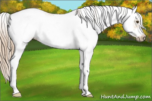 Horse Color:Red Dun Ice Sabino Frame 