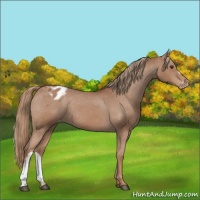 Horse Color:Chestnut Appaloosa