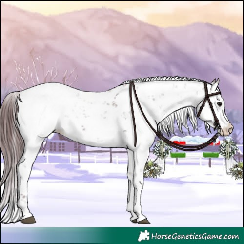 Horse Color:Chocolate Black Sabino Appaloosa Rabicano