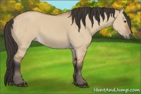 Horse Color:Bay Dun 