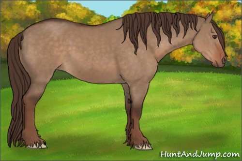 Horse Color:Liver Red Dun 