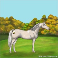 Horse Color:White Spotted Cremello Sabino 