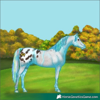 Horse Color:Painted Thunderstruck Silver Bay Appaloosa 