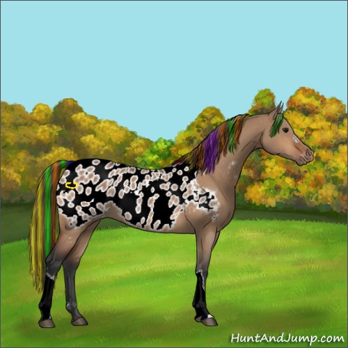Horse Color:Painted Bay Dun Appaloosa 