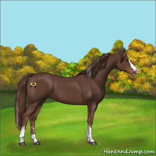 Horse Color:Liver Chestnut Splash Tobiano