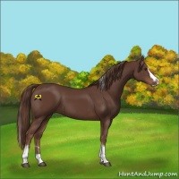 Horse Color:Liver Chestnut Splash Tobiano 