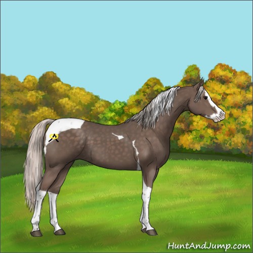 Horse Color:Silver Black Splash Tobiano 