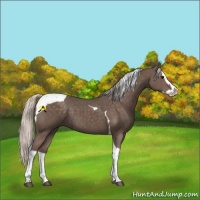 Horse Color:Silver Black Splash Tobiano 