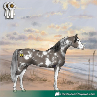 Horse Color:White Spotted Smoky Grullo Splash 