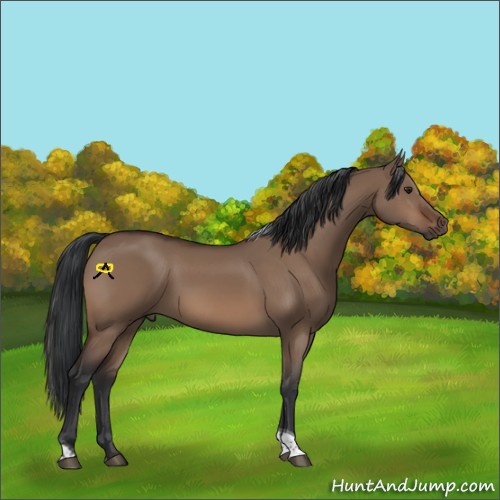 Horse Color:Brown Dun Tobiano