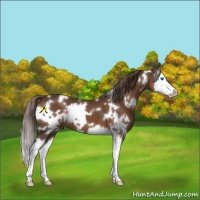 Horse Color:White Spotted Liver Chestnut Splash 