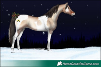 Horse Color:Bay Onyx Tobiano 