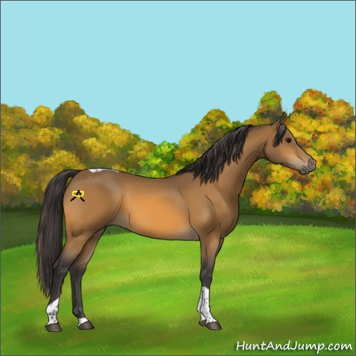 Horse Color:Buckskin Tobiano 