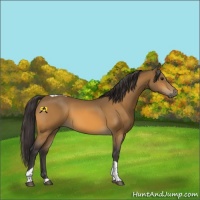 Horse Color:Buckskin Tobiano 
