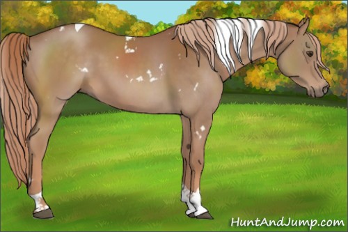 Horse Color:White Spotted Chestnut Tobiano 