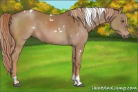 Horse Color:White Spotted Chestnut Tobiano 
