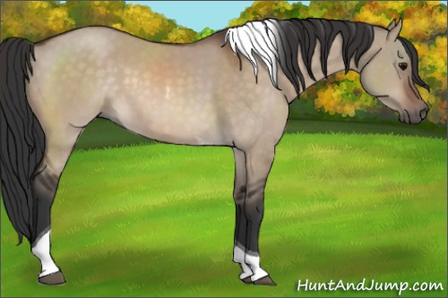 Horse Color:Bay Dun Tobiano 