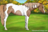 Horse Color:Chestnut Tobiano Rabicano 