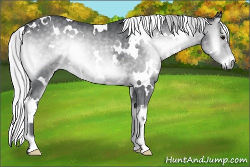Horse Color:White Spotted Silver Blue Onyx Chinchilla