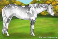 Horse Color:White Spotted Silver Blue Onyx Chinchilla 