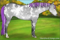Horse Color:Painted White Spotted Silver Grullo Chinchilla Rabicano 