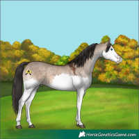 Horse Color:Brown Dun Splash 