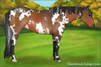 Horse Color:White Spotted Bay 
