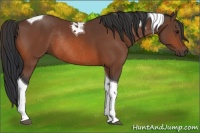 Horse Color:Bay Tobiano Rabicano 