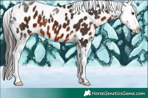 Horse Color:Brown Tobiano Appaloosa 