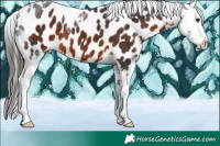 Horse Color:Brown Tobiano Blanket 