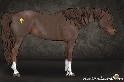 Horse Color:Liver Red Roan Tobiano 