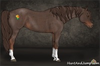 Horse Color:Liver Red Roan Tobiano 