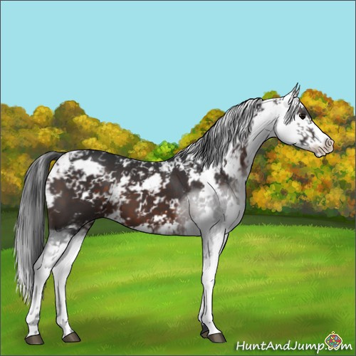 Horse Color:Brown Sabino