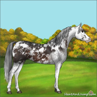 Horse Color:Brown Sabino 
