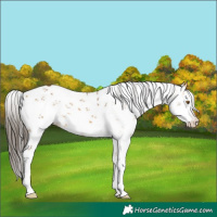 Horse Color:Buckskin Sabino 