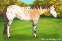 Horse Color:Buckskin Onyx Near Leopard