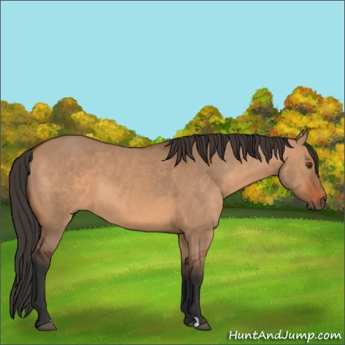 Horse Color:Bay Dun 