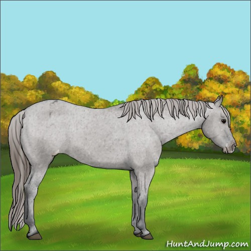 Horse Color:Grullo Appaloosa 