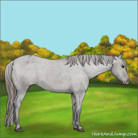 Horse Color:Grullo Appaloosa 