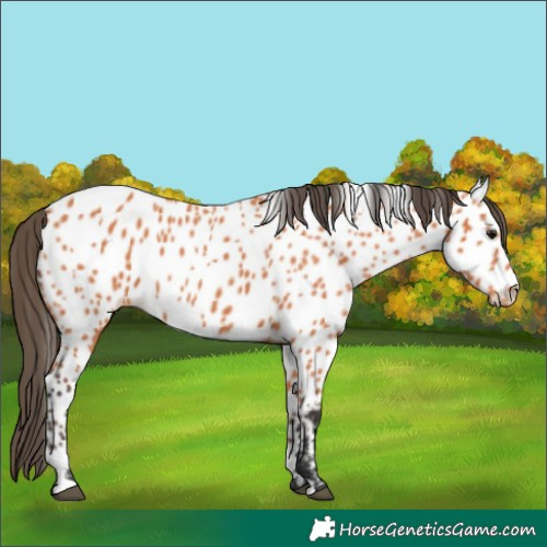 Horse Color:Bay Near Leopard