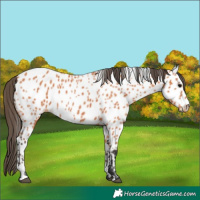 Horse Color:Bay Appaloosa 